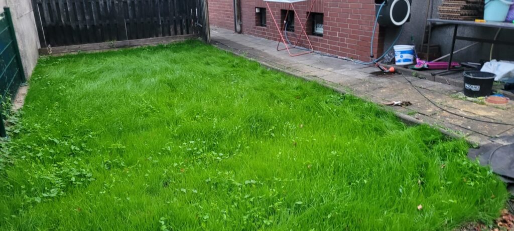 Grass